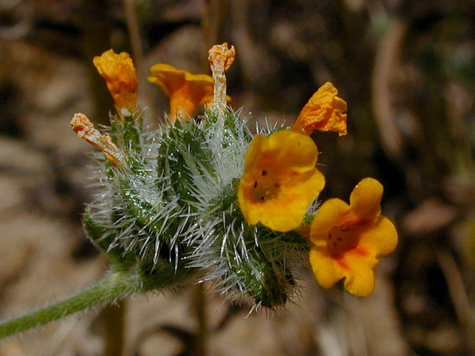 Amsinckia menziesii; Photo # 19
by Kenneth L. Bowles