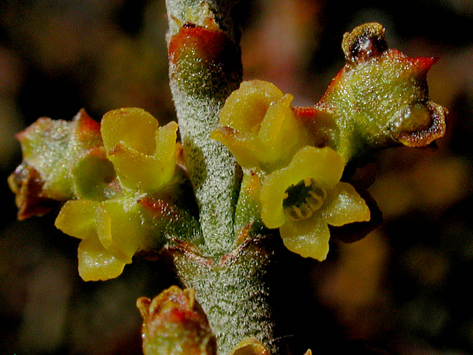 Phoradendron californicum; Photo # 20
by Kenneth L. Bowles