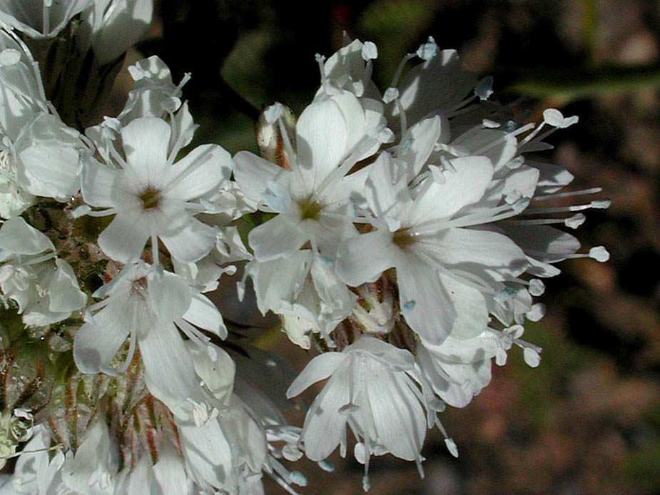Gilia capitata ssp. abrotanifolia; Photo # 22
by Kenneth L. Bowles