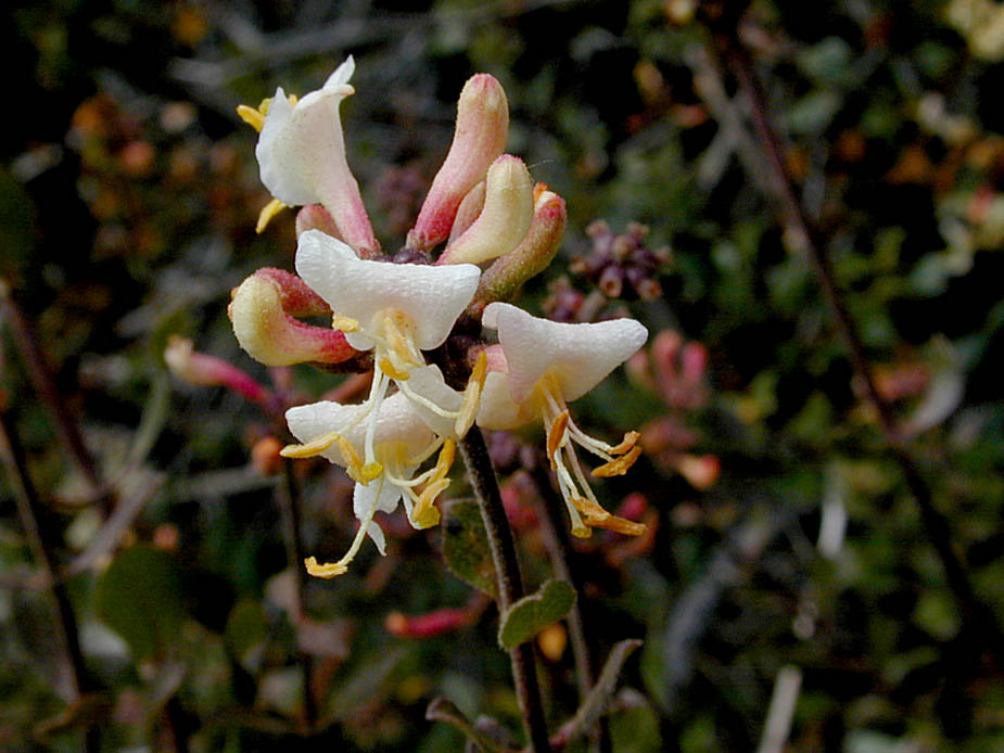 Lonicera subspicata; Photo # 27
by Kenneth L. Bowles