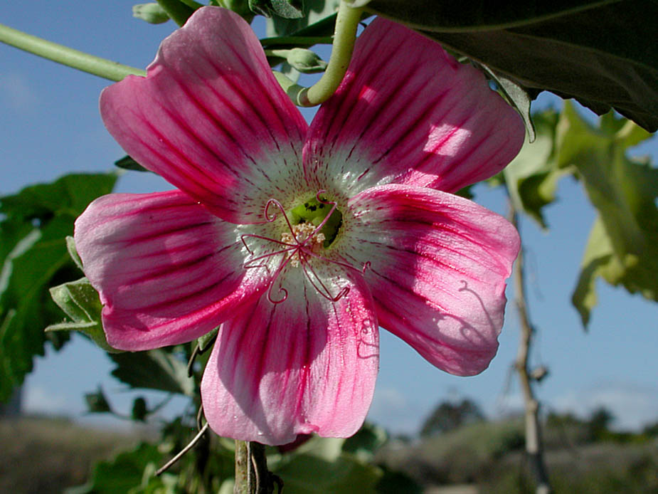 Lavatera assurgentifolia; Photo # 28
by Kenneth L. Bowles