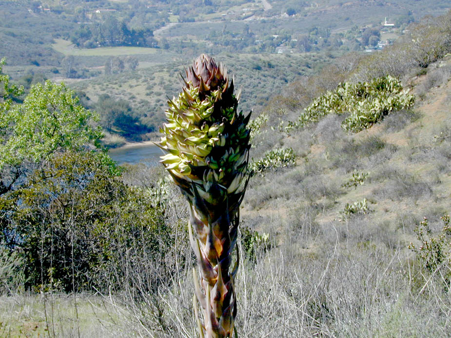 Hesperoyucca whipplei; Photo # 29
by Kenneth L. Bowles