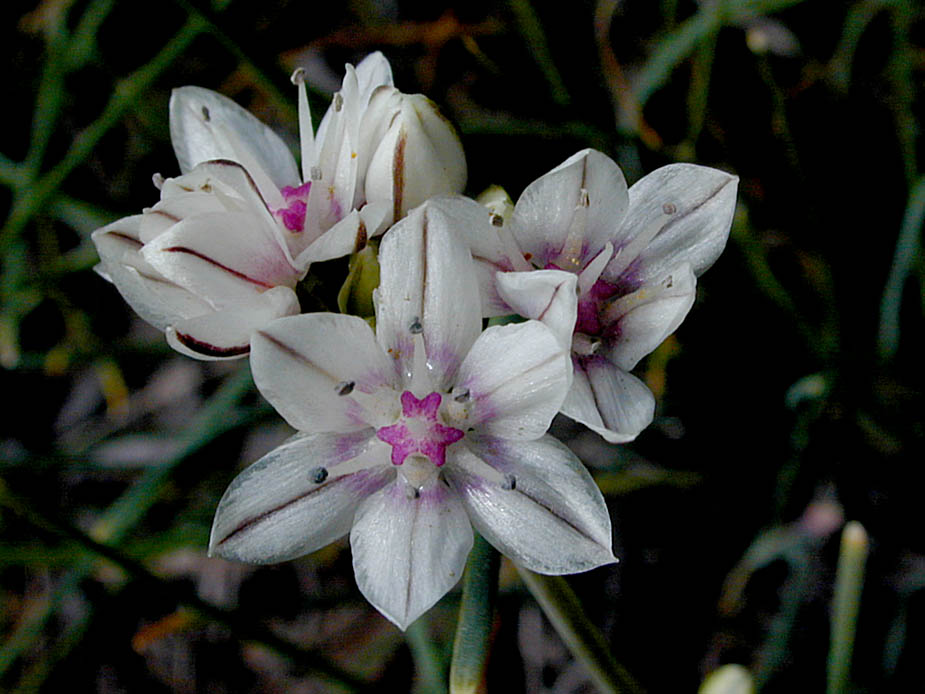 Allium haematochiton; Photo # 39
by Kenneth L. Bowles