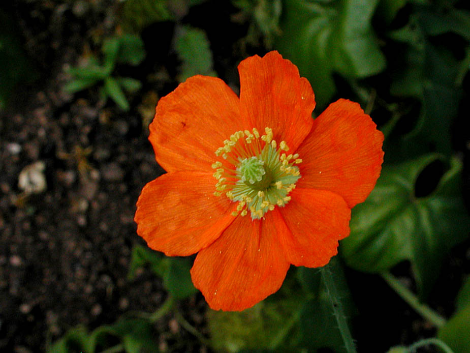 Papaver californicum; Photo # 41
by Kenneth L. Bowles
