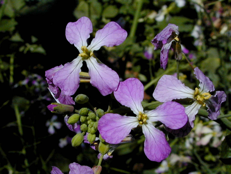 Raphanus sativus; Photo # 48
by Kenneth L. Bowles