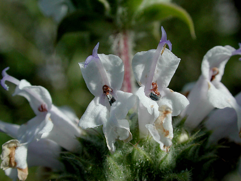 Salvia mellifera; Photo # 50
by Kenneth L. Bowles