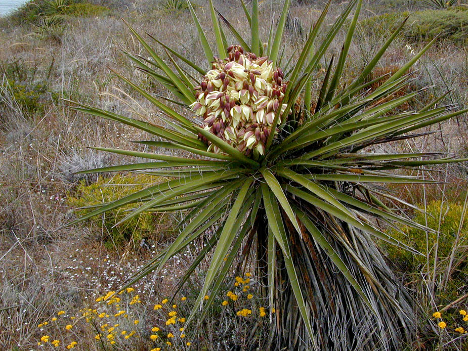 Yucca schidigera; Photo # 58
by Kenneth L. Bowles