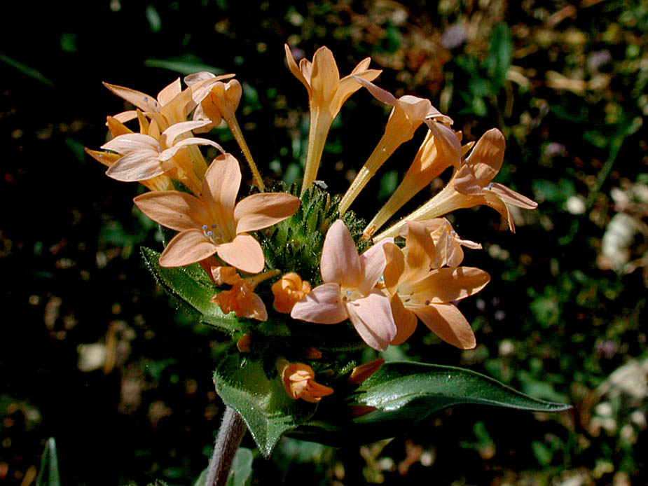 Collomia grandiflora; Photo # 69
by Kenneth L. Bowles