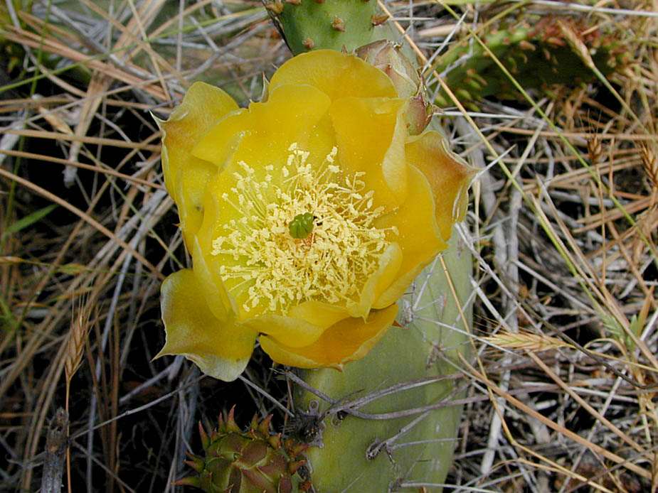 Opuntia littoralis ; Photo # 7
by Kenneth L. Bowles
