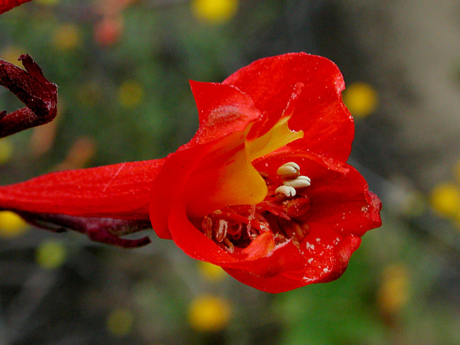 Delphinium cardinale; Photo # 74
by Kenneth L. Bowles