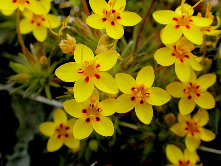 Linanthus parviflorus [Yellow]; Photo # 77
by Kenneth L. Bowles