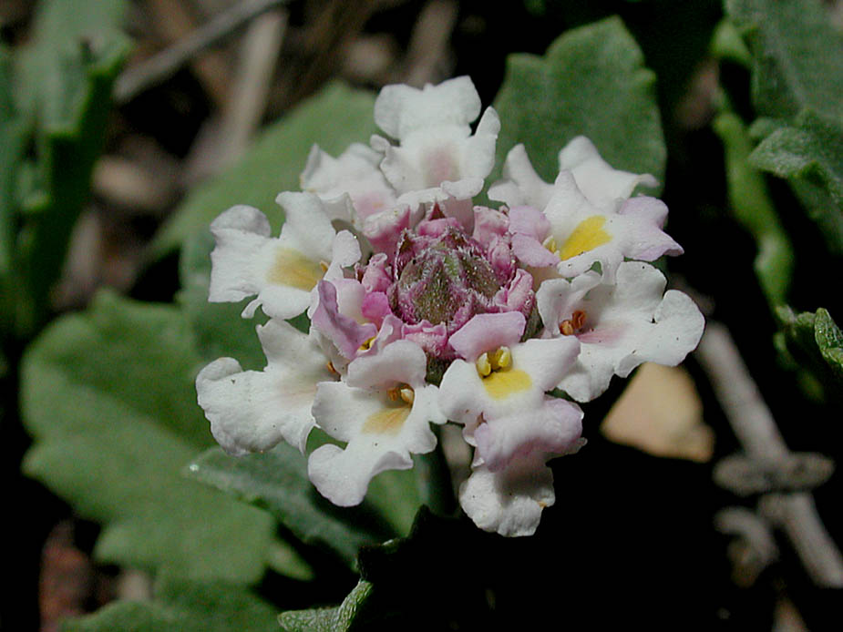 Phyla nodiflora var. nodiflora; Photo # 78
by Kenneth L. Bowles