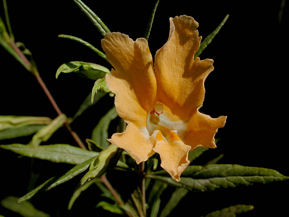 Mimulus aurantiacus; Photo # 80
by Kenneth L. Bowles