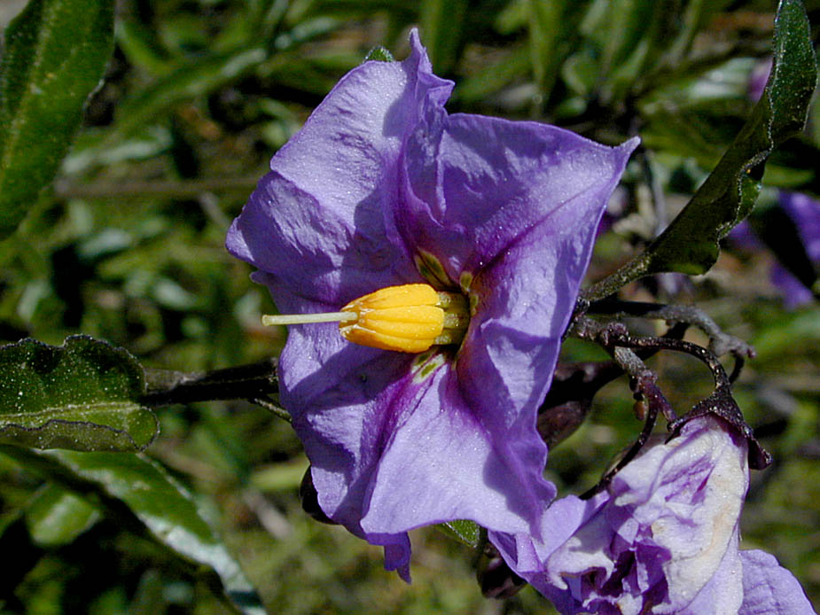 Solanum parishii; Photo # 86
by Kenneth L. Bowles