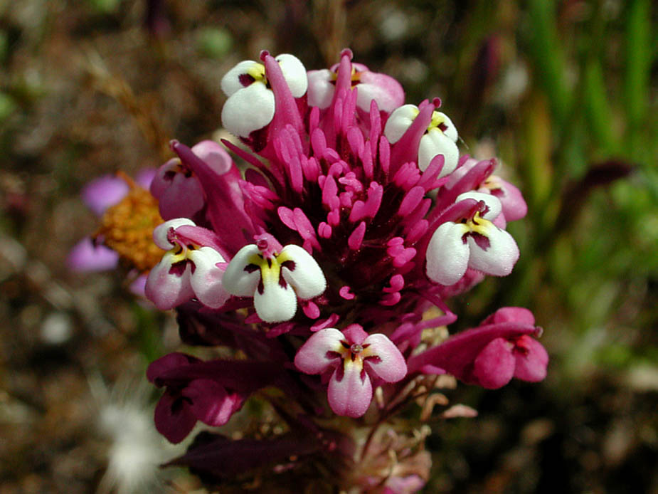 Castilleja densiflora; Photo # 87
by Kenneth L. Bowles