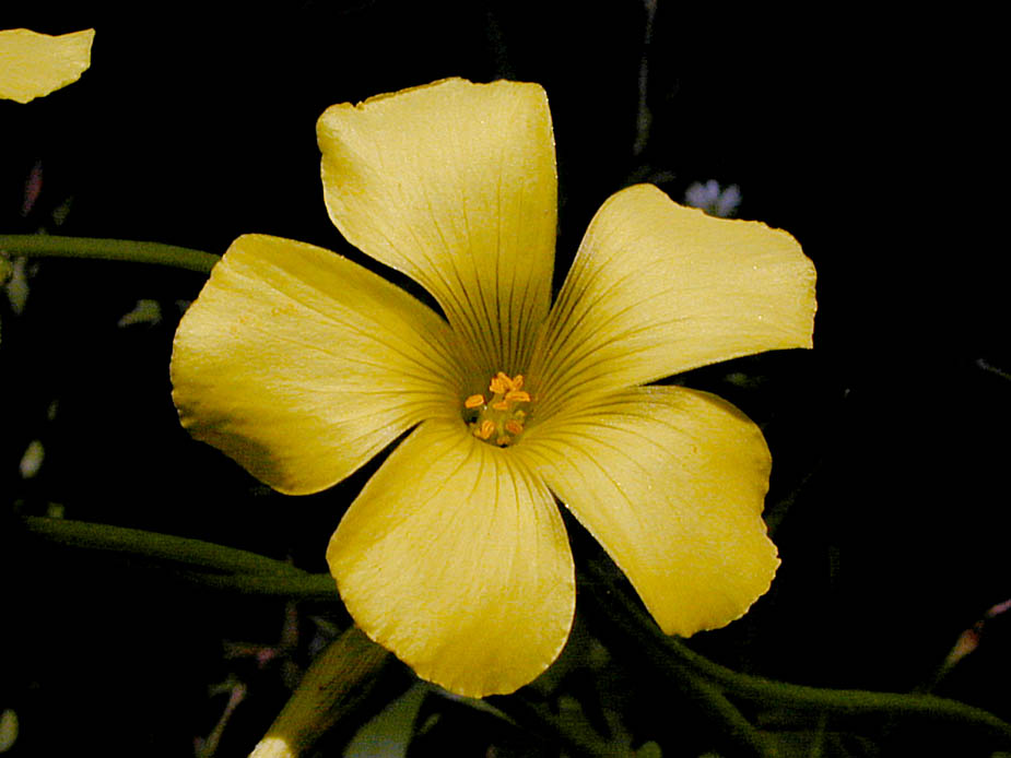 Oxalis pes-caprae; Photo # 88
by Kenneth L. Bowles