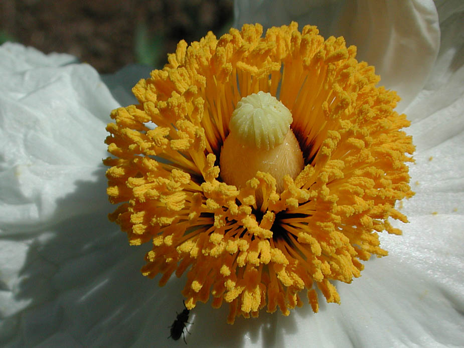 Romneya coulteri; Photo # 93
by Kenneth L. Bowles
