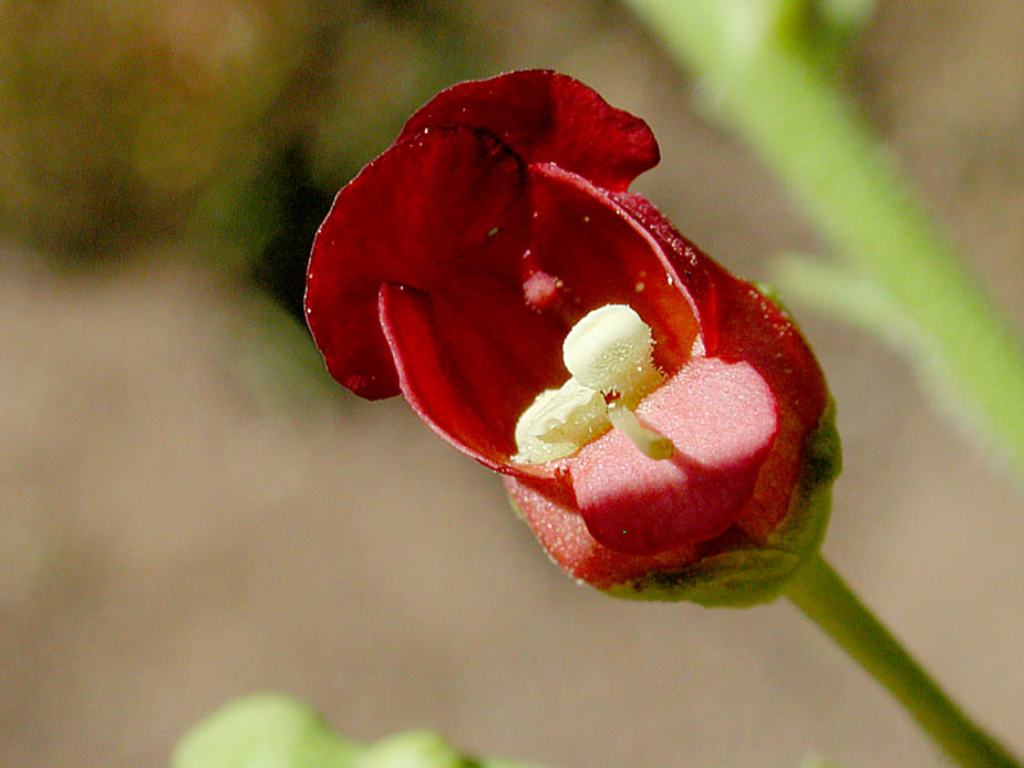 Scrophularia californica ssp. floribunda; Photo # 94
by Kenneth L. Bowles