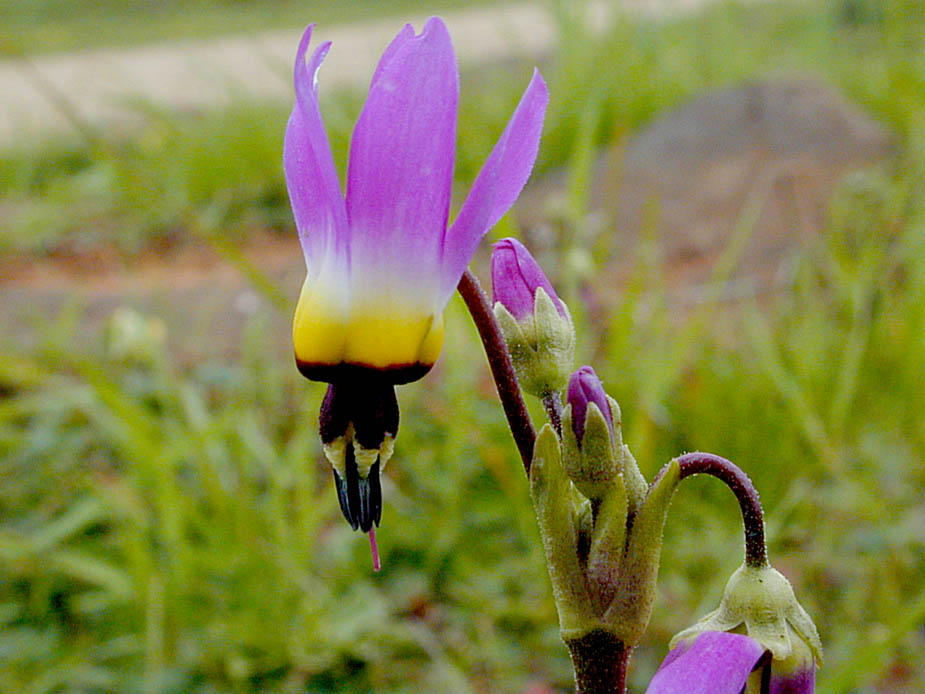 Dodecatheon clevelandii; Photo # 95
by Kenneth L. Bowles