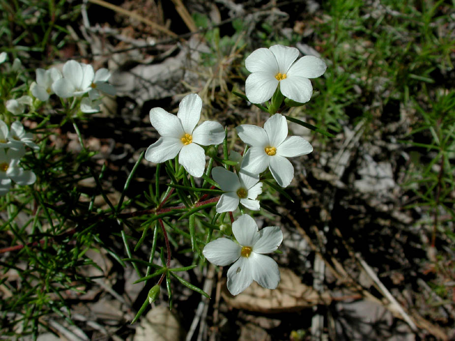 Leptosiphon floribundus ssp. glaber; Photo # 98
by Kenneth L. Bowles