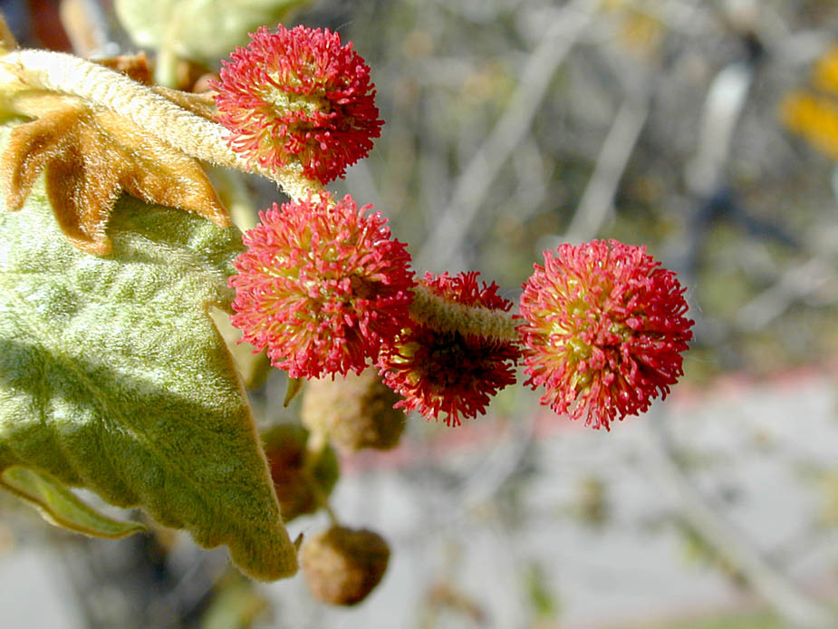 Platanus racemosa; Photo # 99
by Kenneth L. Bowles