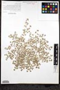 Euphorbia albomarginata