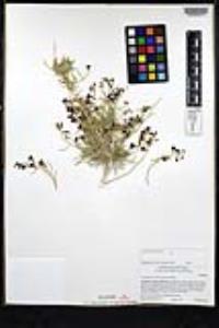 Psorothamnus schottii image