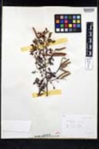 Prosopis pubescens image