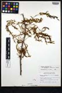 Neltuma odorata image