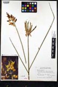 Spartium junceum image