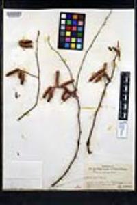 Prosopis pubescens image