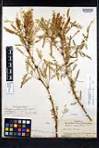 Neltuma odorata image