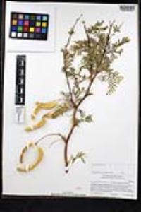 Neltuma odorata image