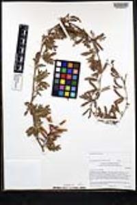 Prosopis pubescens image