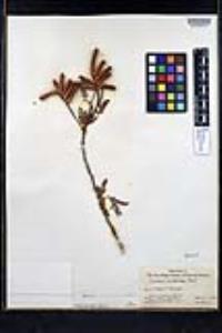 Prosopis pubescens image