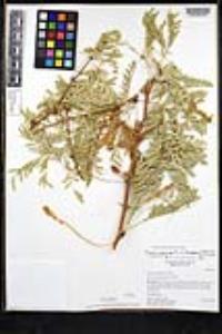 Neltuma odorata image