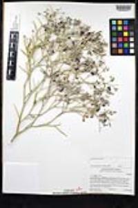 Psorothamnus spinosus image