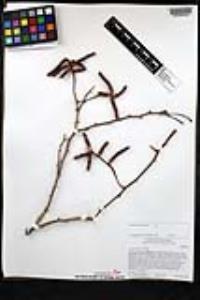 Prosopis pubescens image