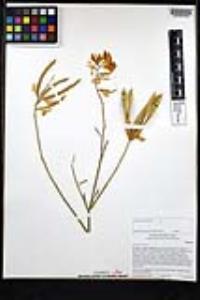 Spartium junceum image