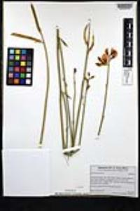 Spartium junceum image