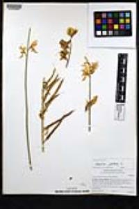 Spartium junceum image