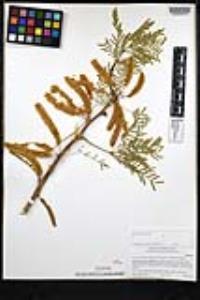 Neltuma odorata image