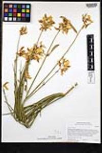 Spartium junceum image