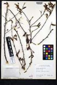 Prosopis pubescens image