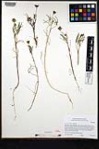 Trifolium willdenovii image