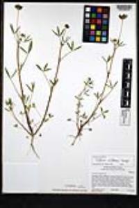 Trifolium willdenovii image
