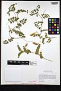 Vicia americana image