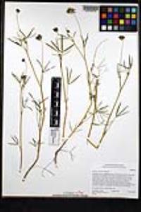Trifolium willdenovii image