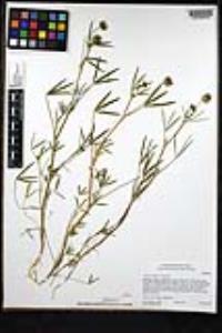 Trifolium willdenovii image