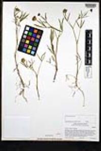 Trifolium willdenovii image